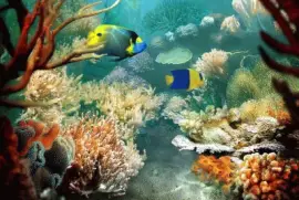 פאזל של Ocean Life