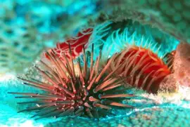 פאזל של Ocean Life