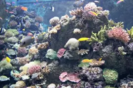 פאזל של Ocean Life