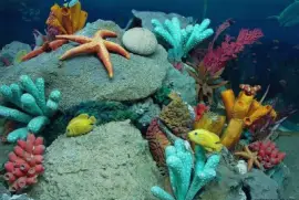 פאזל של Ocean Life