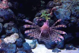 פאזל של Ocean Life