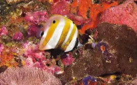 פאזל של Ocean Life