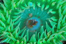 פאזל של Ocean Life