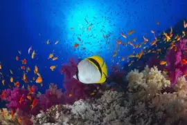 פאזל של Ocean Life