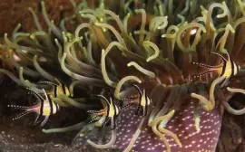 Ocean Life jigsaw puzzle