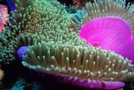 פאזל של Ocean Life