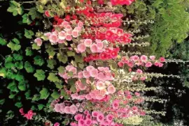 flores jigsaw puzzle