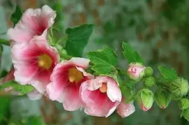 flores jigsaw puzzle