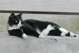 The cat jigsaw puzzle