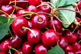 cerises jigsaw puzzle