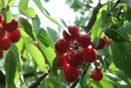 cerises jigsaw puzzle