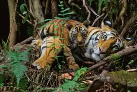 Wildlife jigsaw puzzle