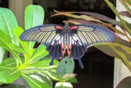 Nature jigsaw puzzle