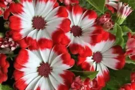 flores jigsaw puzzle