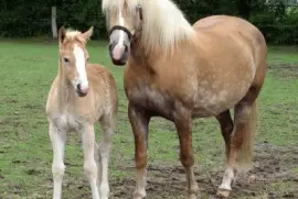 Aveglinese jigsaw puzzle