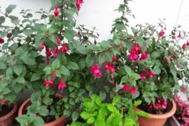 Fuchsias