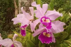 orquidias
