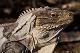 iguana
