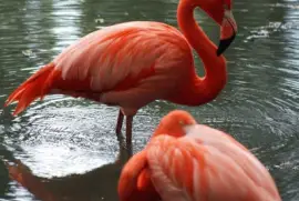 flamencos