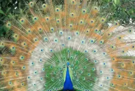 pavo=2