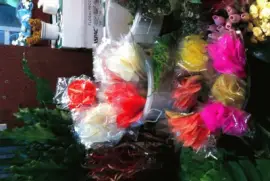 ×¤×¨×—×™×