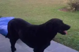 Cachorro jigsaw puzzle