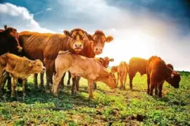 Imagem jigsaw puzzle