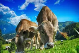 Imagem jigsaw puzzle