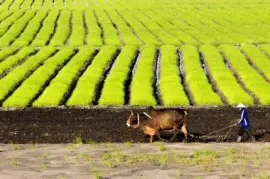 Imagem jigsaw puzzle