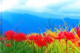 Imagem jigsaw puzzle