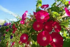 imagem jigsaw puzzle