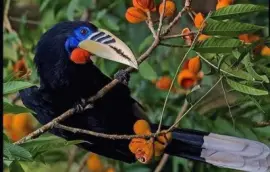 natural jigsaw puzzle