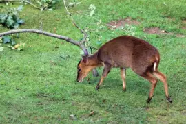 Muntiak jigsaw puzzle