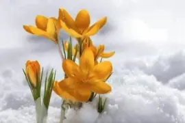 imagem jigsaw puzzle