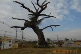 Arvore dos Enforcados em Araxa - MG