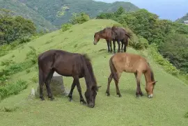 Misaki jigsaw puzzle