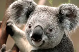 Rompecabeza de Koala