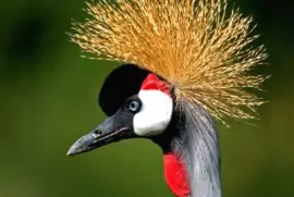 Crested Crane