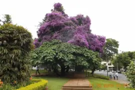 Jardim em P Caldas - MG