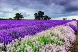 imagem jigsaw puzzle