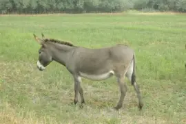 Parlag donkei jigsaw puzzle