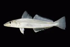 Sillago sihama jigsaw puzzle