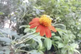 FLOR SILVESTRE jigsaw puzzle