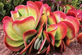 Imagem jigsaw puzzle