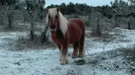 Alazan jigsaw puzzle