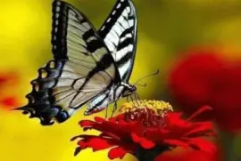 imagem jigsaw puzzle