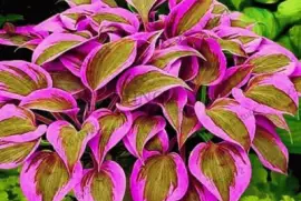 imagem jigsaw puzzle