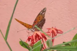 Very beautiful butterfly in my garden