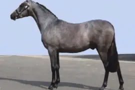 Australian riding jigsaw puzzle