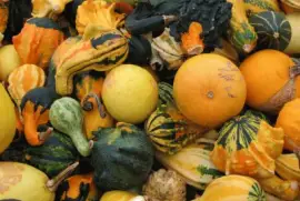 Autumn Gourd Squash Pumpkins